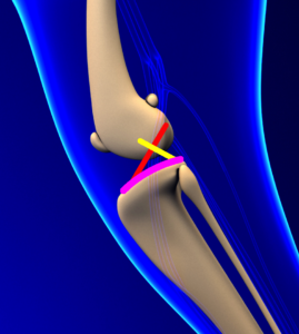 Anatomie des Kniegelenkes