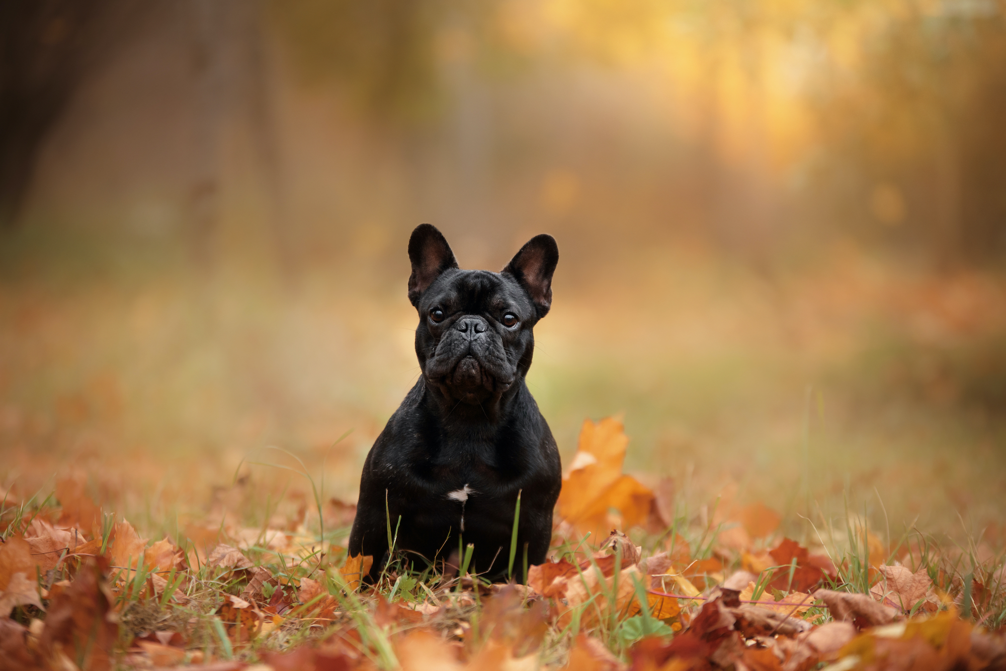 French bulldog